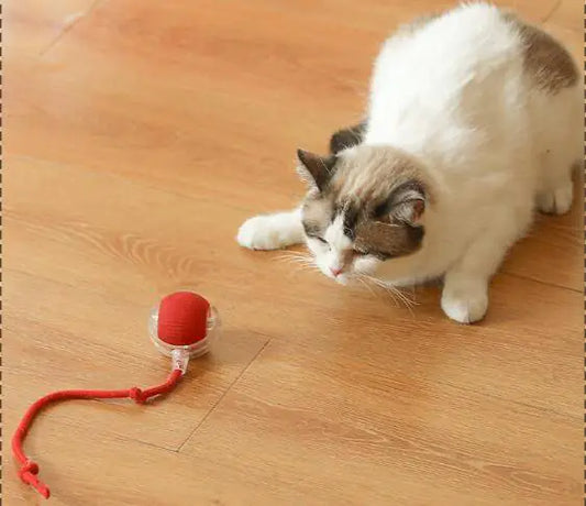 Interactive One Piece Cat Toy